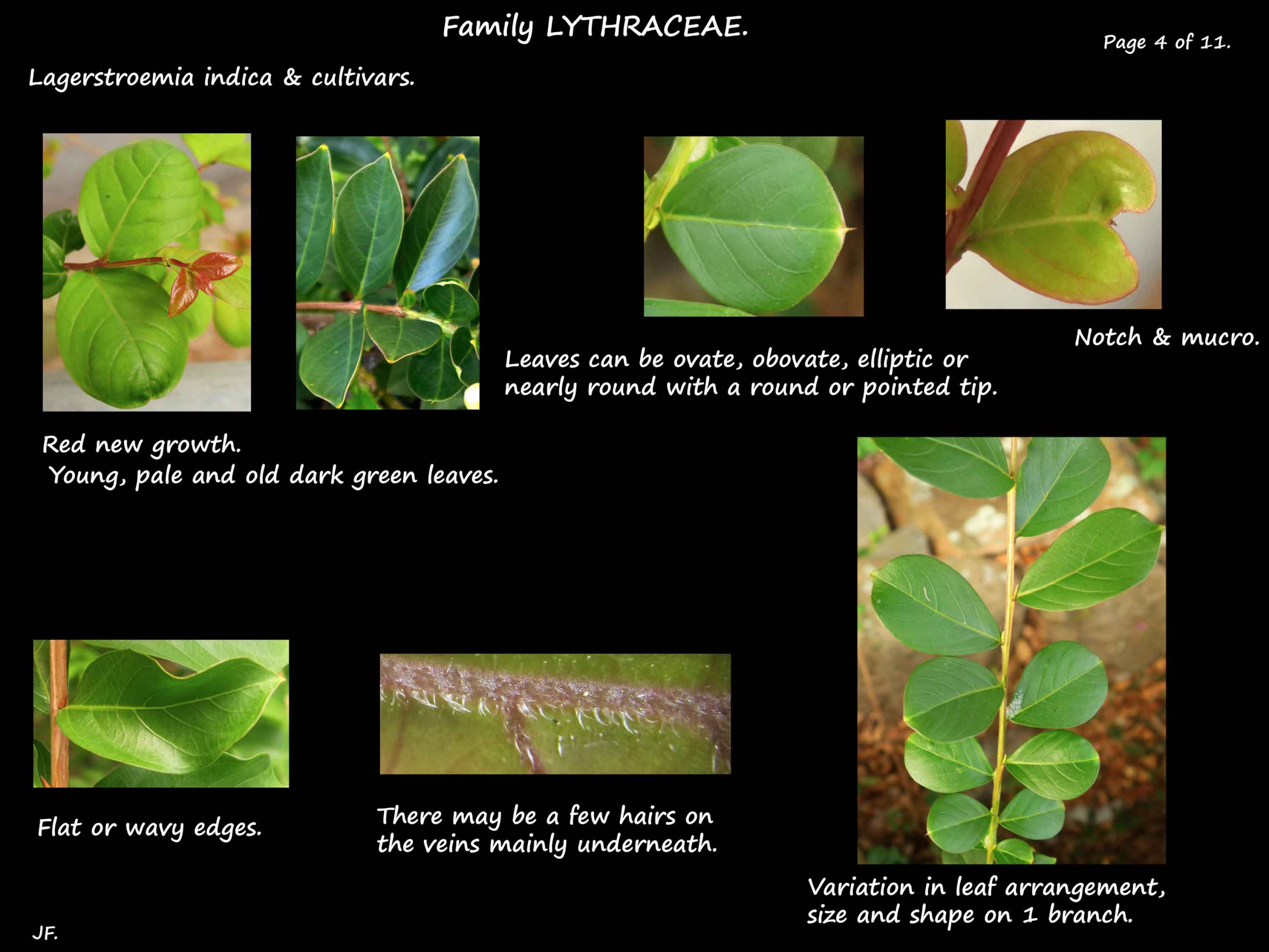 4 Lagerstroemia indica leaves